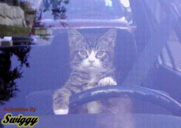 chat vulgaire