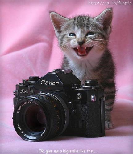 chat et appareil photo