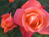 rose bicolore( orange et rose)
