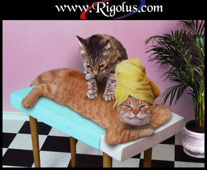 chat masseur