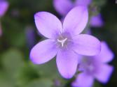 fleur